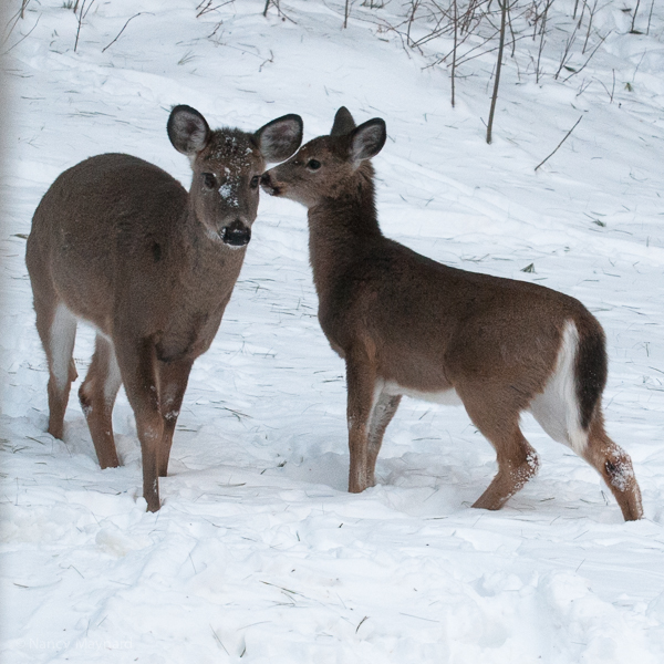 2 deer under the bird feeder.