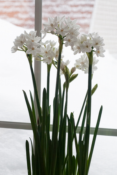 Paperwhites in our front window. 