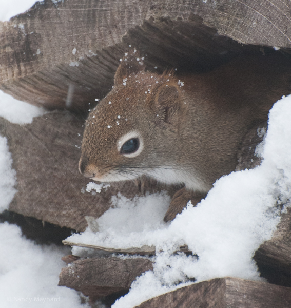 One red squirrel has taken up residence in the wood pile.