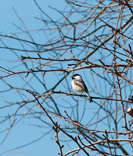 Chickadees are sometimes singing summer songs. 