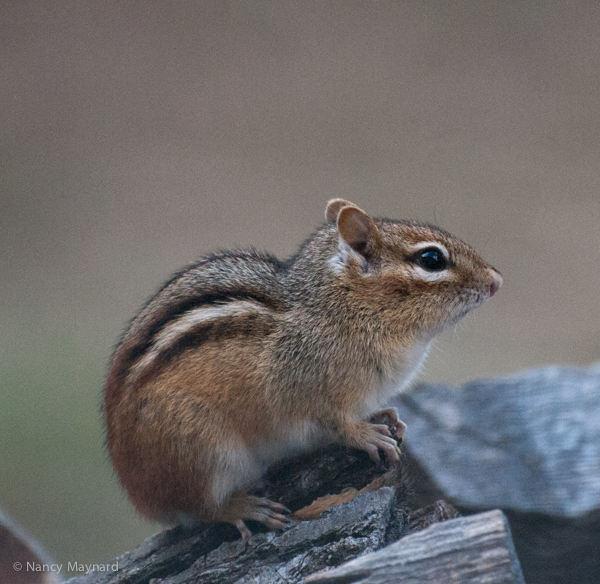 Chipmunk