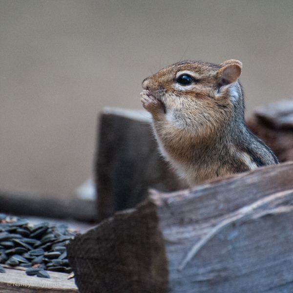 Chubby cheeks.