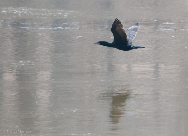 Cormorant flying 