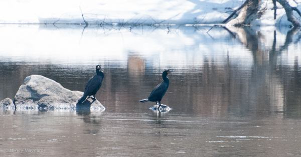 Cormorants 