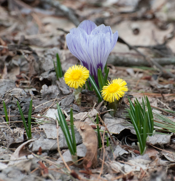 Crocus and colts foot