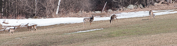 Deer off Jericho St.