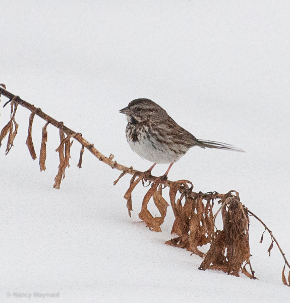 fox sparrow