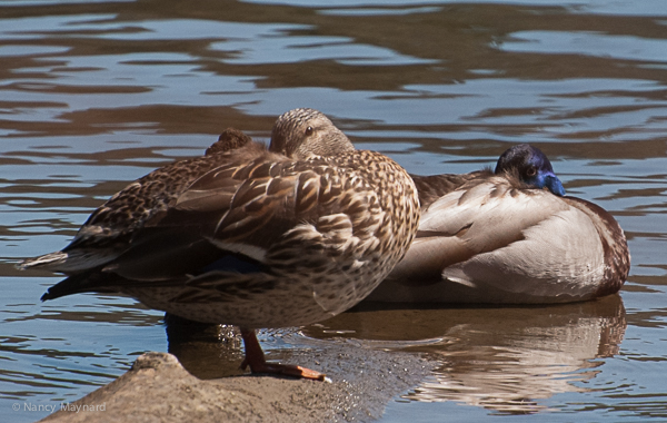 ducks on a log