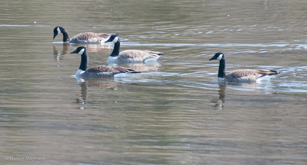 Canada geese