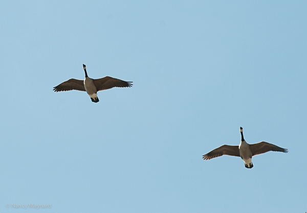 Flying geese