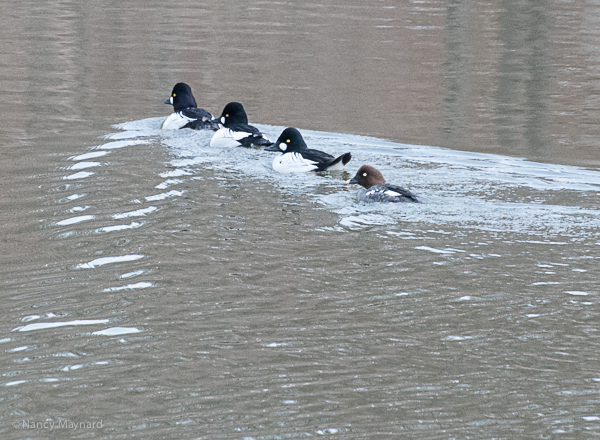 Common goldeneyes on the Connecticut.