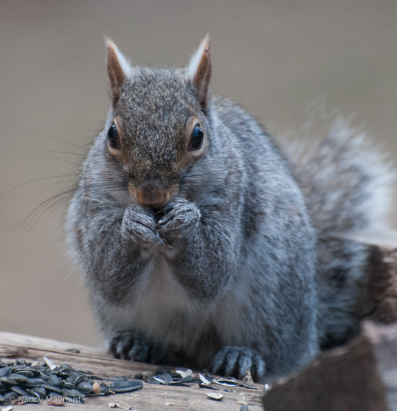 Gray squirrel