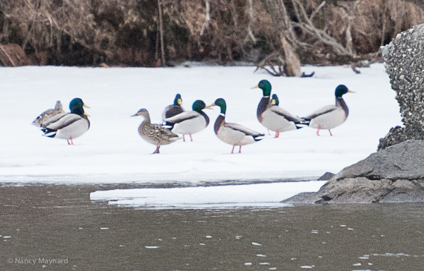 Mallards on the ice in East Wilder