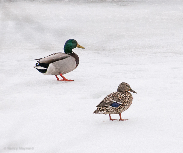 Mallards