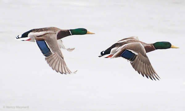 Mallards flying