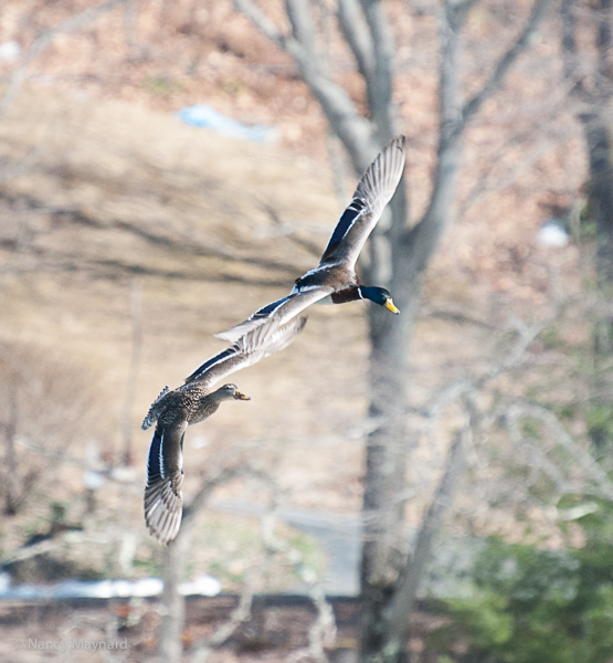 Flying mallards