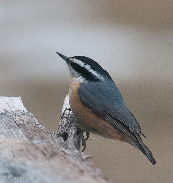 Red breasted nuthatch 