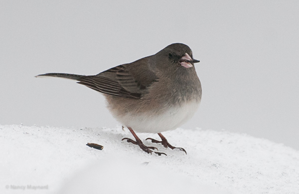 Slate colored junco