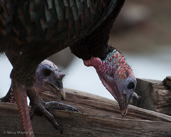 Turkeys eating on the woodpile.