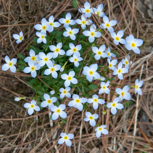 and these bluets were a darker blue than most.