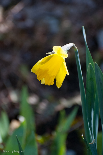 A daffodil beginning to bloom.