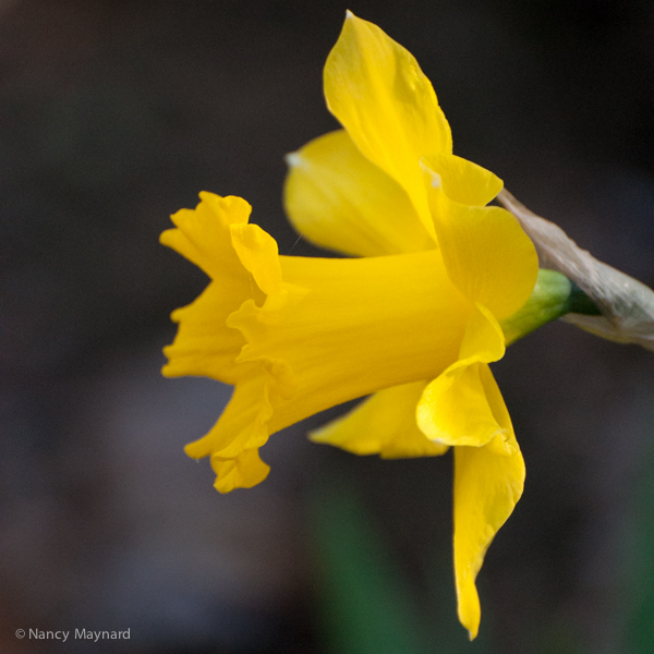 Daffodil in full bloom.