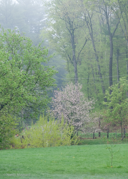 The trees are flowering.