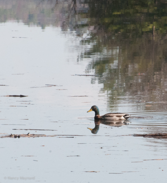 Mallard on the Connecticut River 