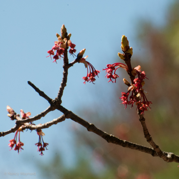 Maple flowers