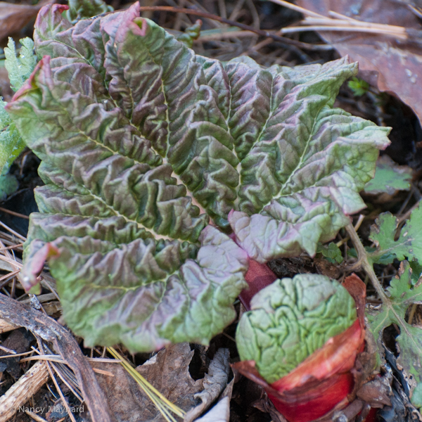 Rhubarb  