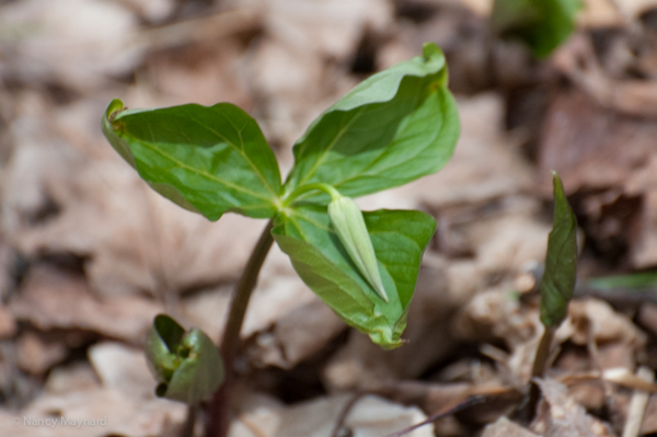 On Thursday, the trillium were almost blooming at Kilowatt.