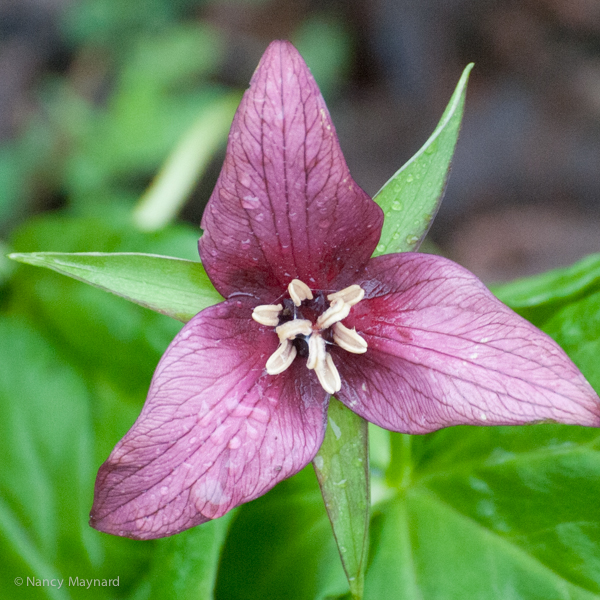 trillium --"stink pot"