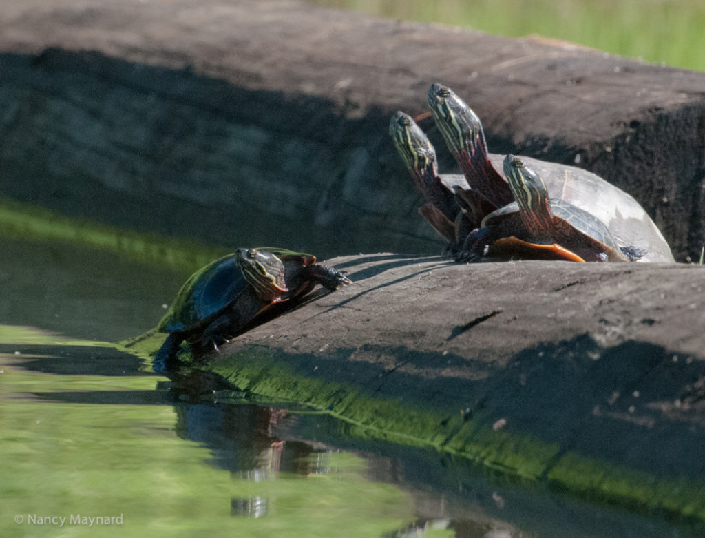 Four turtles on a log