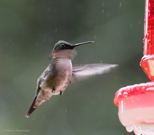 Mr. Hummingbird