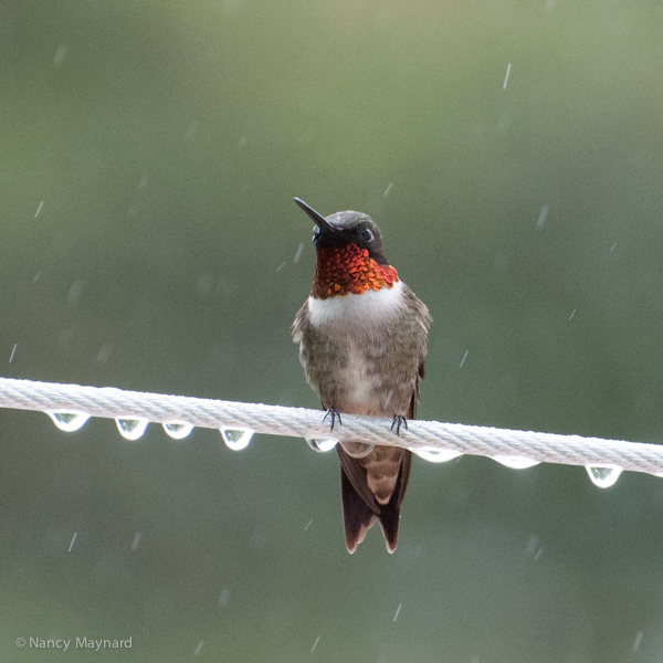 same bird, different angle