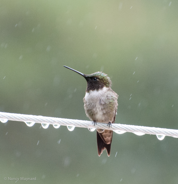 Mr. Hummer on the line