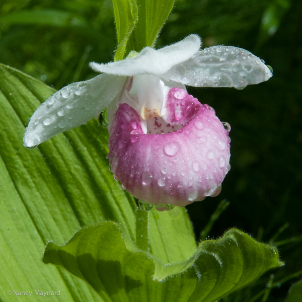 Showy lady slipper