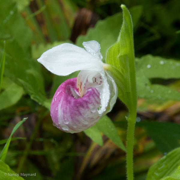 Showy lady slipper