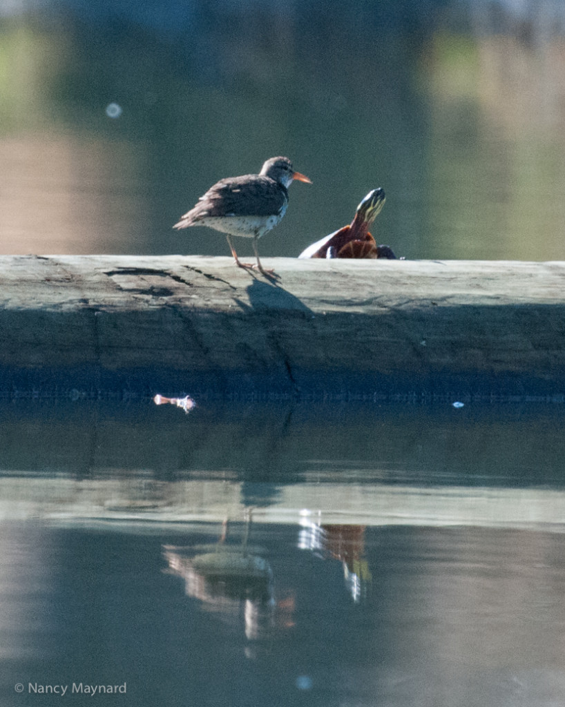 Spotted sandpiper and a turtle 