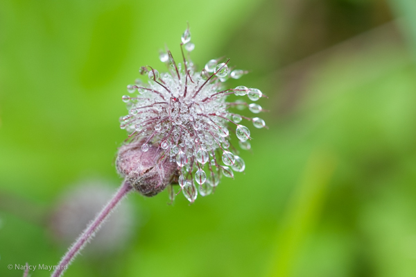 a flower gone to seed and covered with rain drops.