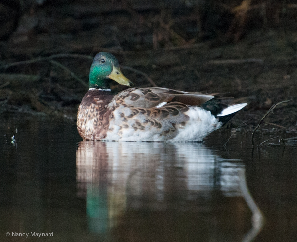 Mallard drake beginning to molt.