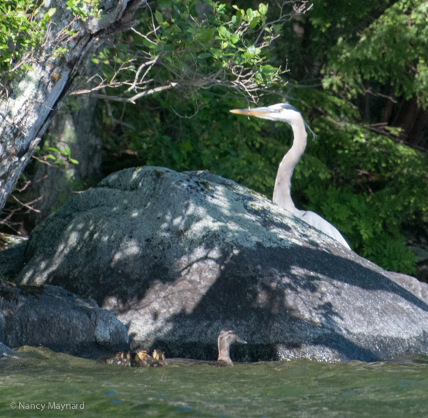 Great blue heron, a mama duck with ducklings