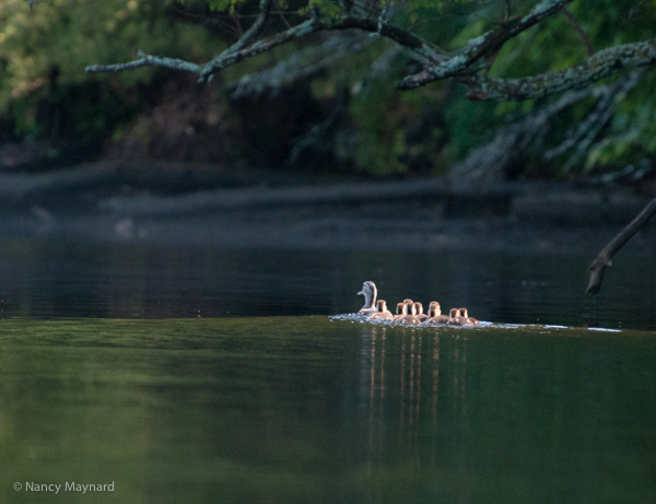 Mallard family