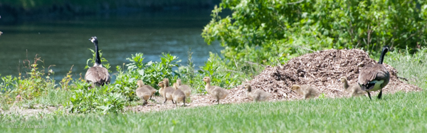 The goslings were herded down to the river.