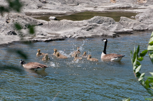 The goslings splashing and diving in the shallow water.