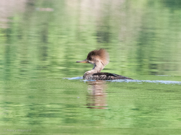 Merganser 