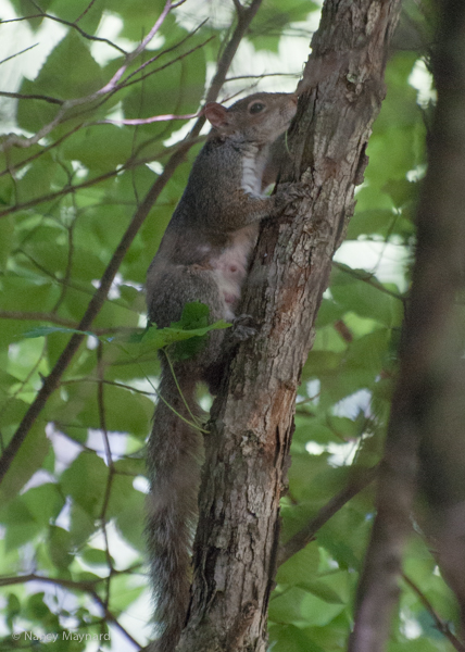 a lactating grey squirrel
