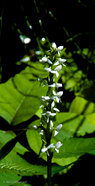 White northern bog orchid