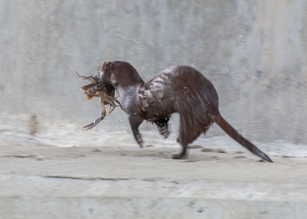 Otter with crawfish. 
