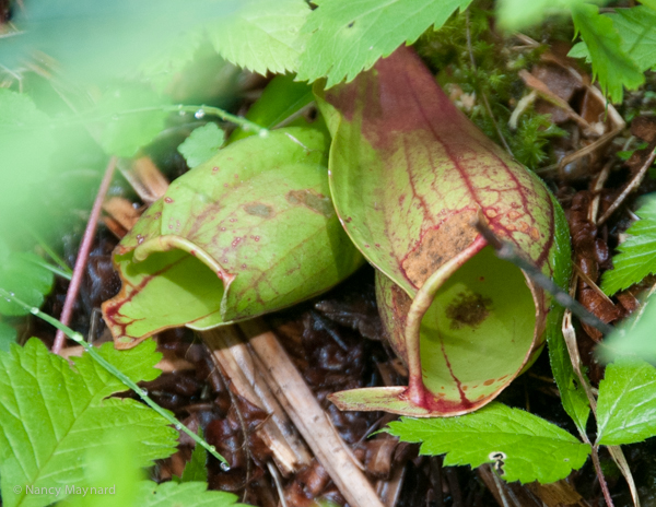 Pitcher plant